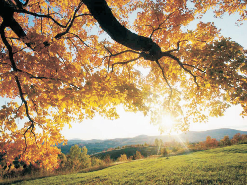 Preview for Toner Yield of Electrophotographic Printing Devices in Consideration of Image Coverage
