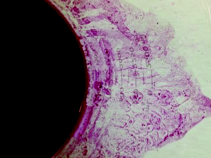 Preview for Elimination of Pressure Sensitive Label and Deinkability of Water Based Flexographic and NIP Inks in One Recycling Step