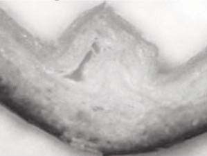Preview for Evaluation of Creasing and Folding Performance on Printed Paperboard Packaging